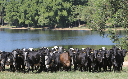 Touro curraleiro em pasto verde