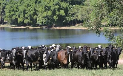 Touro curraleiro em pasto verde