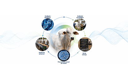 Touro curraleiro em pasto verde