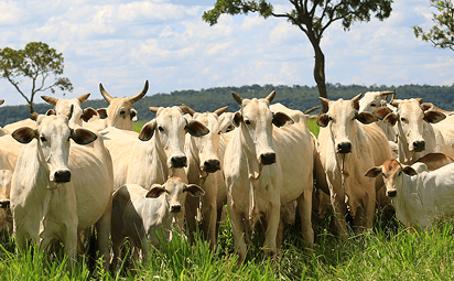 Touro curraleiro em pasto verde