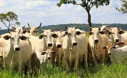 Touro curraleiro em pasto verde