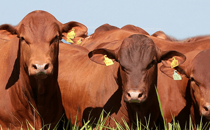 Touro curraleiro em pasto verde