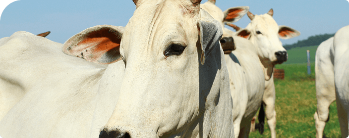 Boi olhando para a câmera