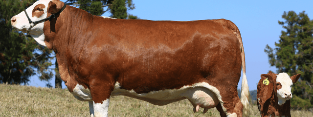 Boi olhando para a câmera