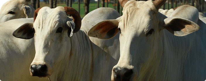 Boi olhando para a câmera