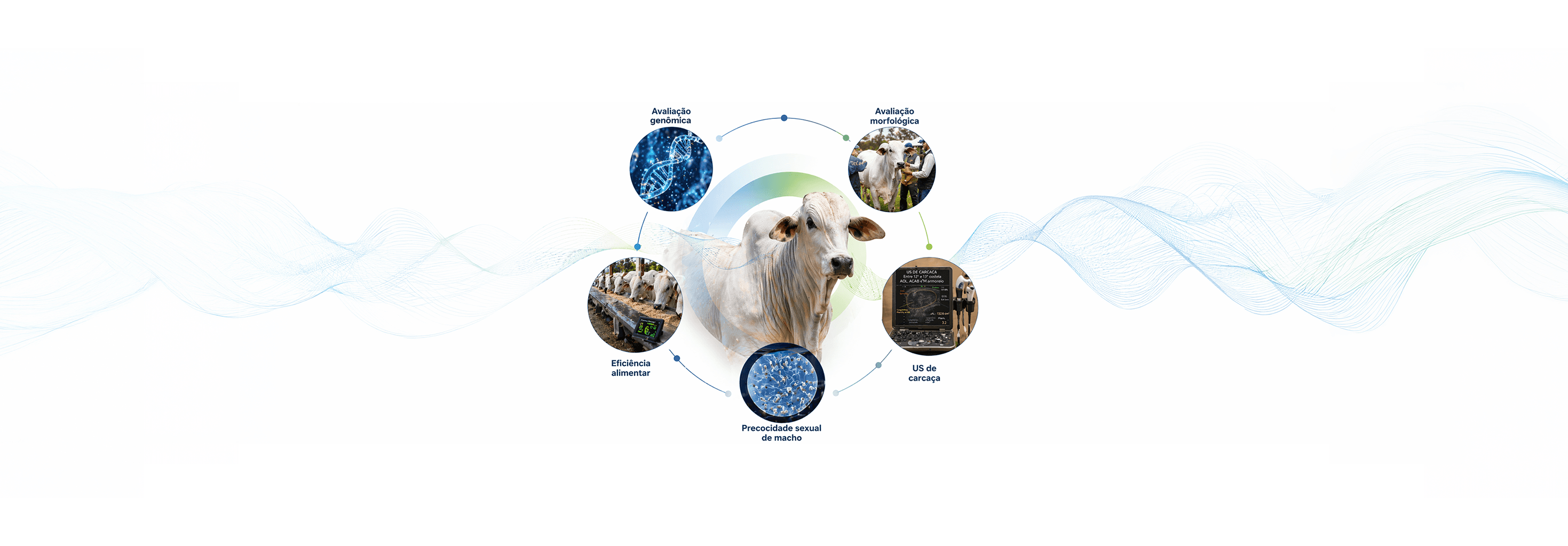 Touro curraleiro em pasto verde