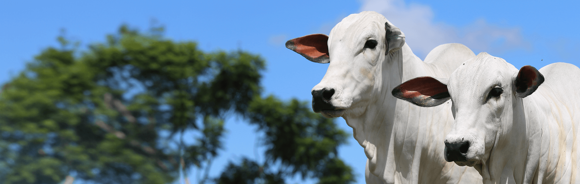 Touro curraleiro em pasto verde