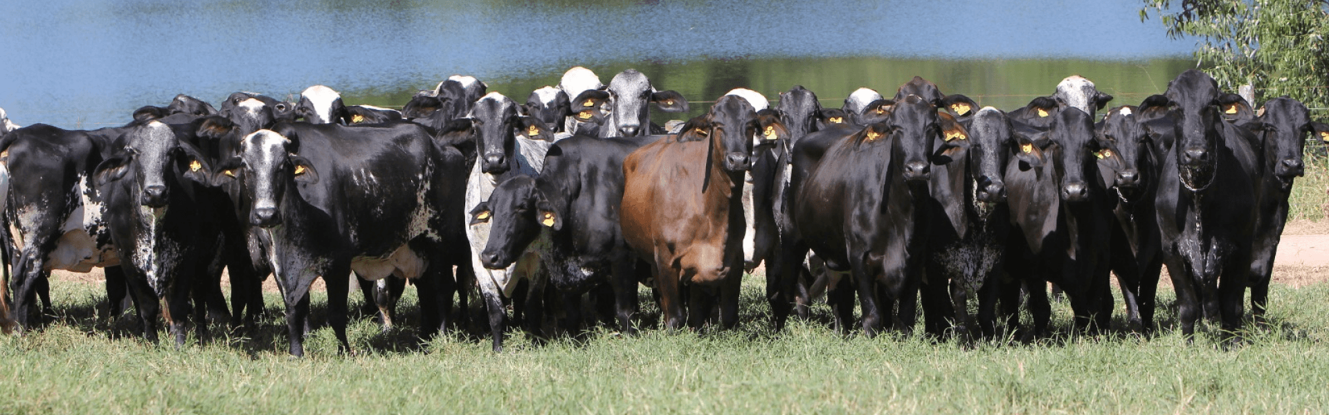 Touro curraleiro em pasto verde