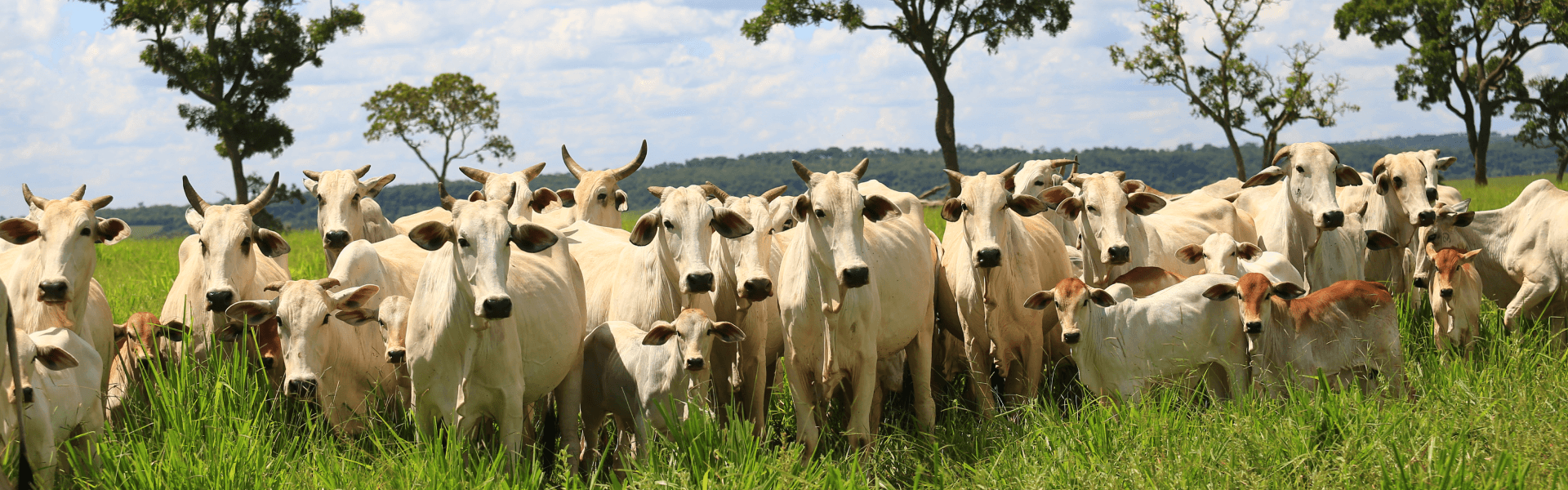 Touro curraleiro em pasto verde
