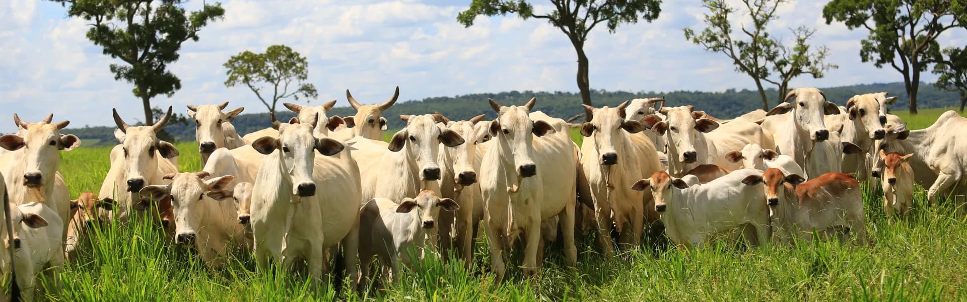 Touro curraleiro em pasto verde