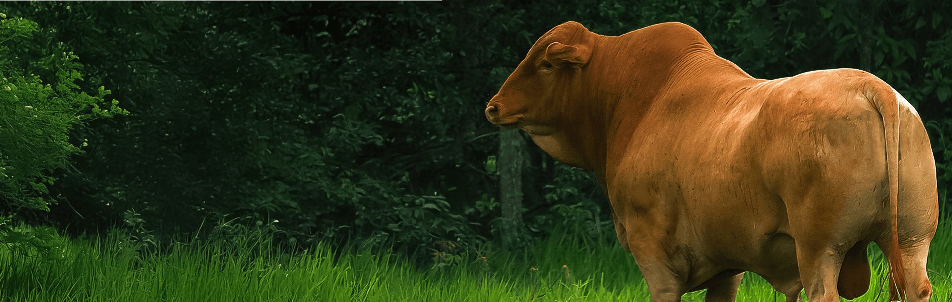 Touro curraleiro em pasto verde
