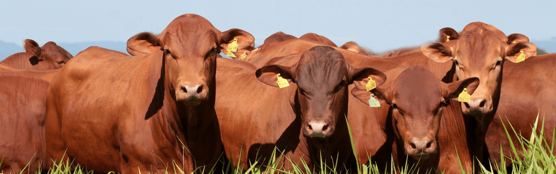 Touro curraleiro em pasto verde