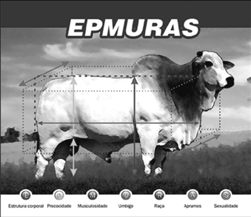 Figura 1 - Representação esquemática da metodologia EPMURAS®