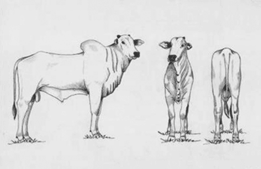 Figura 3 - Representação esquemática de um reprodutor com nota 6 para estrutura, 2 para precocidade e 2 para musculosidade