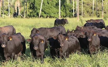 Pecuarista em campo avaliando rebanho