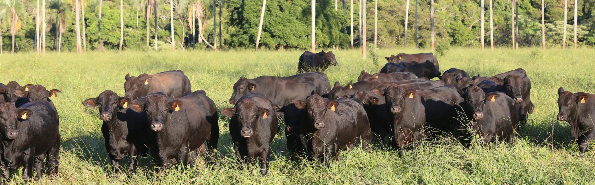 Pecuarista em campo avaliando rebanho