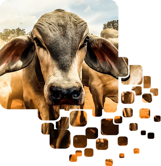 Vaca branca em composição gráfica